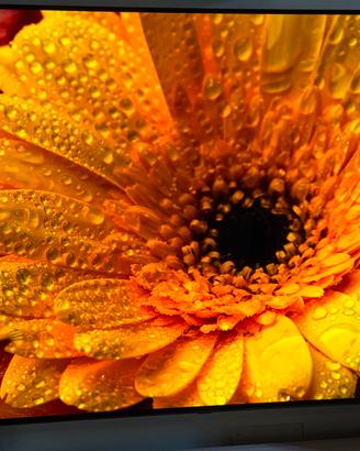 TV Oled LG B1 65-OLED65B16LA