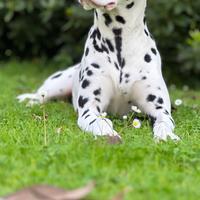 Dalmata cuccioli con pedigree