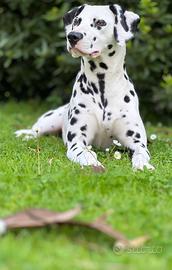 Dalmata cuccioli con pedigree