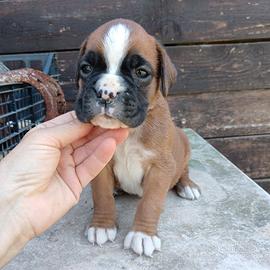 Boxer