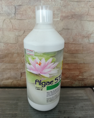 Laghetto stagno pesci rossi carpe alghe