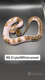 Pitone Moluro Vari Morph