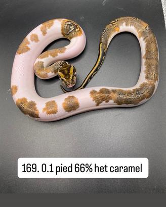 Pitone Moluro Vari Morph