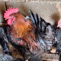Marans