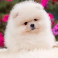 Volpino di Pomerania maschio per accoppiamento