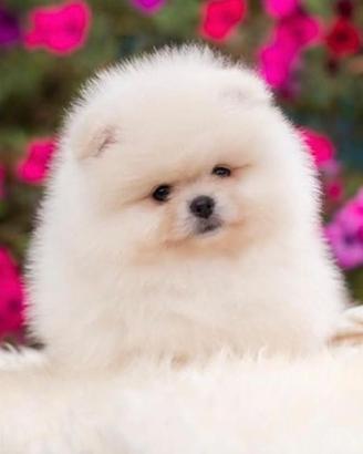 Volpino di Pomerania maschio per accoppiamento