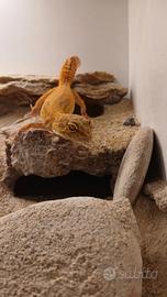 Geco leopardino