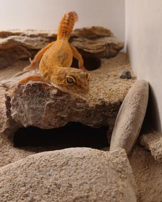 Geco leopardino