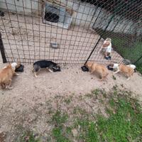 Cuccioli incrocio American Bully XXL