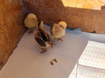 Galline e pulcini