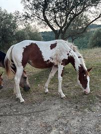 PuledraPaint Horse 2025