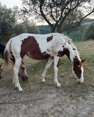 PuledraPaint Horse 2025