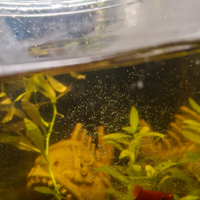 Coppia Platy