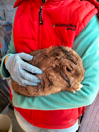 Coppia riproduttiva conigli nani