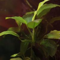 Anubias nana pianta acquari