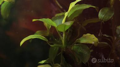 Anubias nana pianta acquari