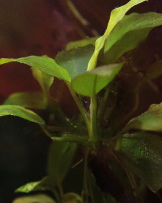 Anubias nana pianta acquari