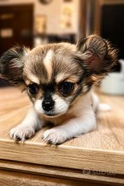 Cucciolo di chihuahua