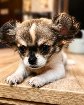 Cucciolo di chihuahua
