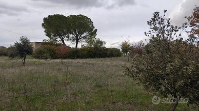 Terreno agricolo con fabbricato - vicino Matera