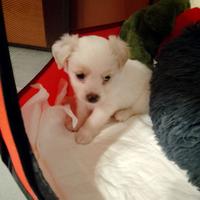 Cucciola di maltimpoo toy