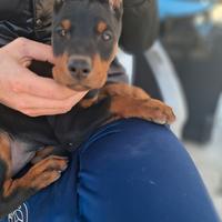 Doberman ( cuccioli)
