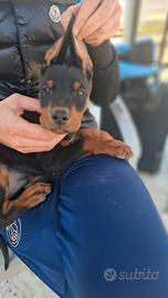 Doberman ( cuccioli)