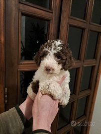 Cuccioli di Lagotto