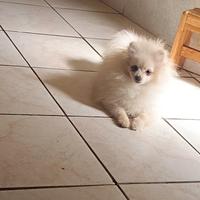 Volpino di Pomerania/ Spitz tedesco nano