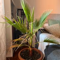Piante Palme