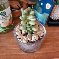 pianta Sedum hernandezii