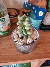 pianta Sedum hernandezii