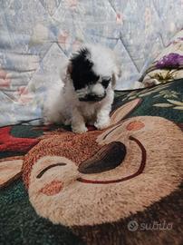 Barboncino da borsetta maschietto