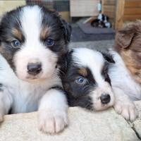 Pastore australiano blacktricolor red tricolor