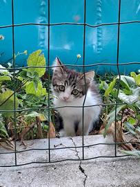 Adorabile gattino ?