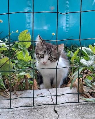 Adorabile gattino ?