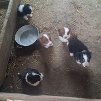 Cuccioli border collie