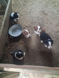 Cuccioli border collie