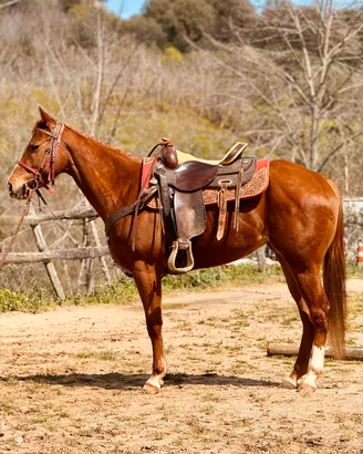 Cavalla Paint Horses