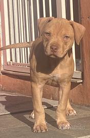 Cucciola di Pitbull ukc con Pedigree