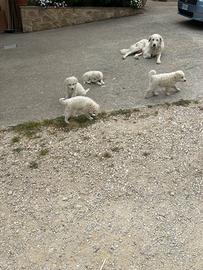 Cuccioli di meremmano