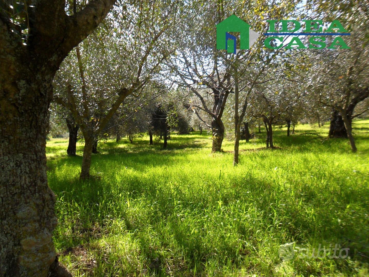 4500mq Terreno pianeggiante - Altro