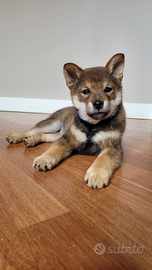 Cuccioli Shiba Inu allevamento etico familiare