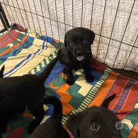 Labrador con Pedigree