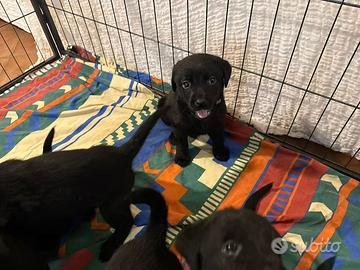 Labrador con Pedigree