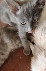 Cuccioli di gatto siberiano Blu Grigio