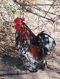 Galli cocincina