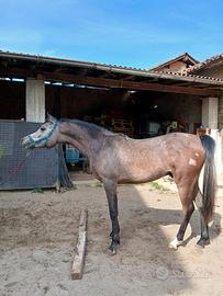Arabo-Spagnolo