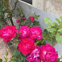 Rosa Autumn Damask - Quatro Seisons 