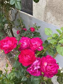 Rosa Autumn Damask - Quatro Seisons 